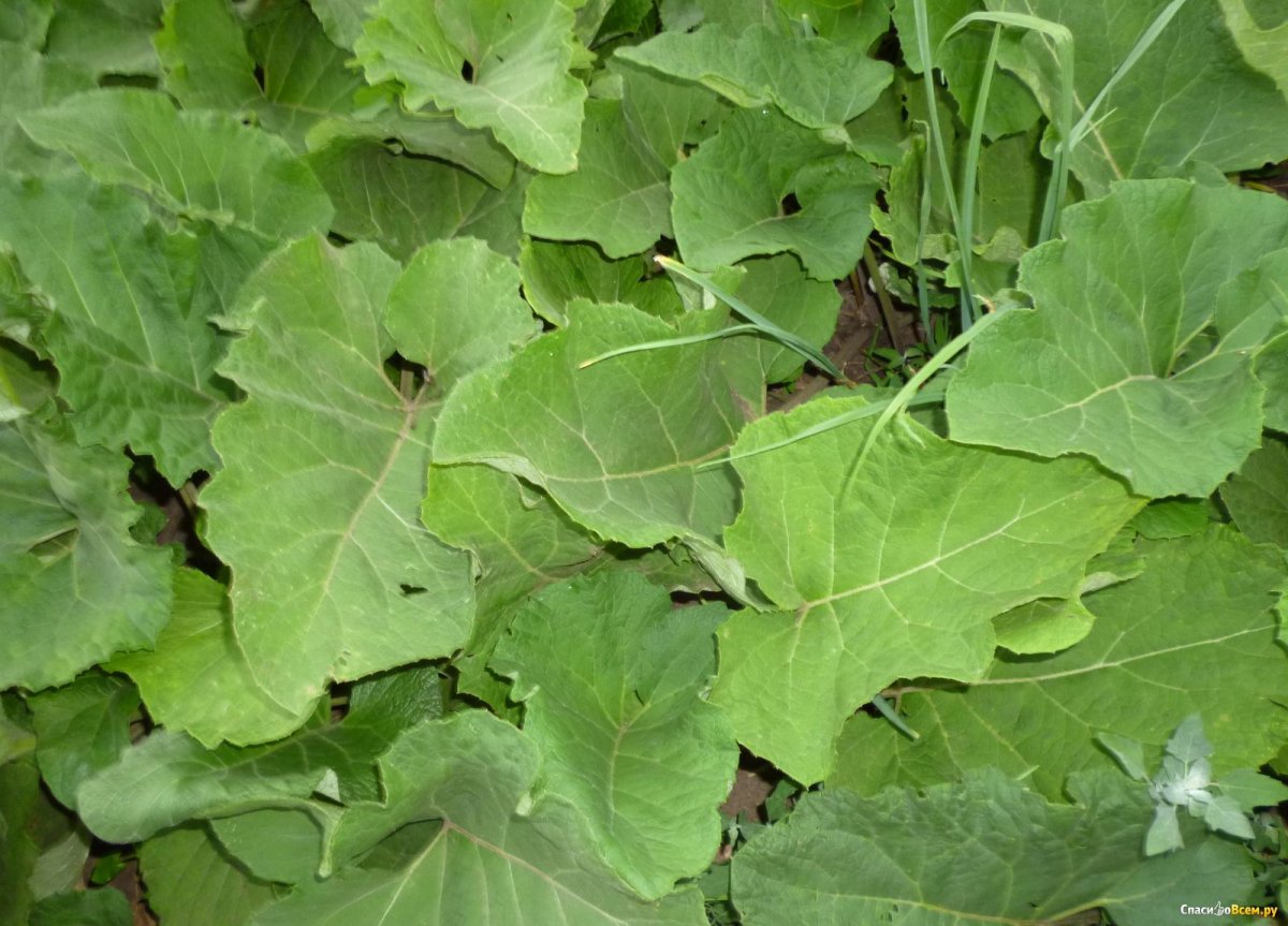 Стебель лопуха