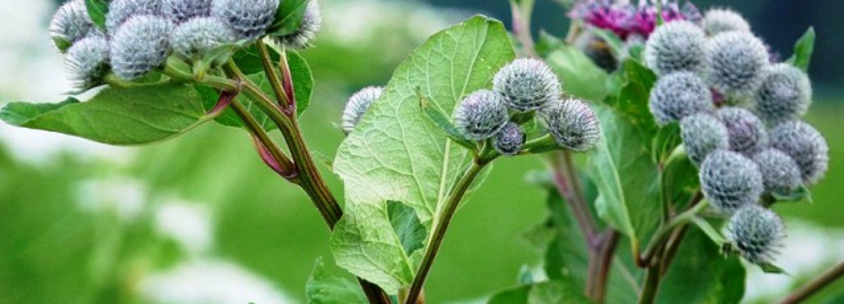 Лопух большой корень