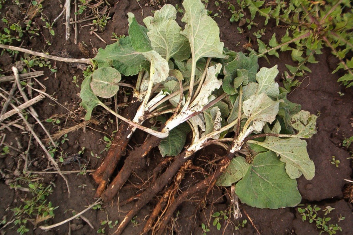 Лечебная сторона листа лопуха