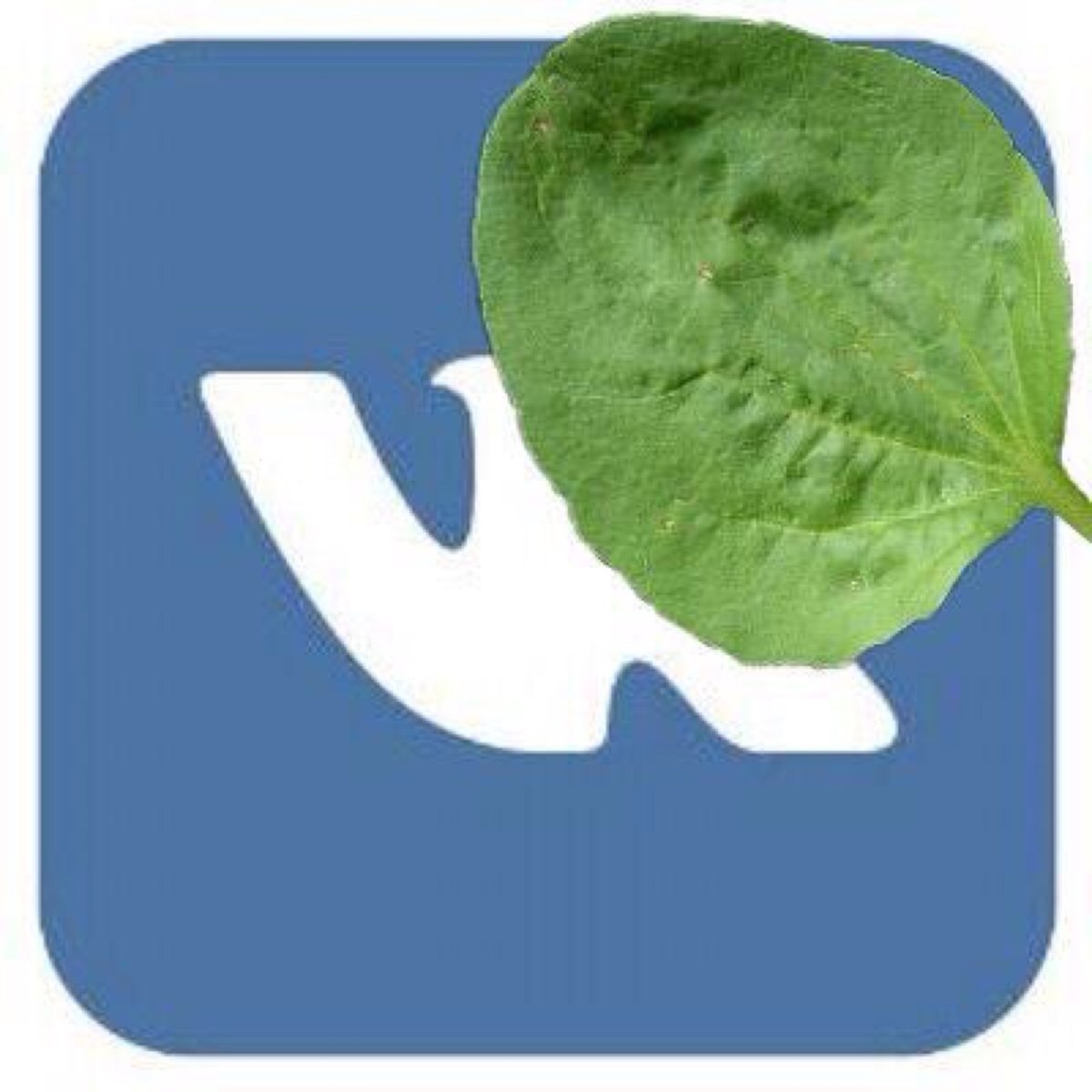 Раскраска репейник лопух для детей