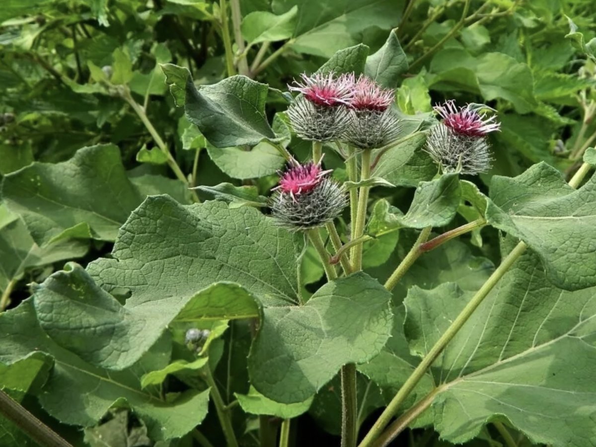 Лопух русский женьшень