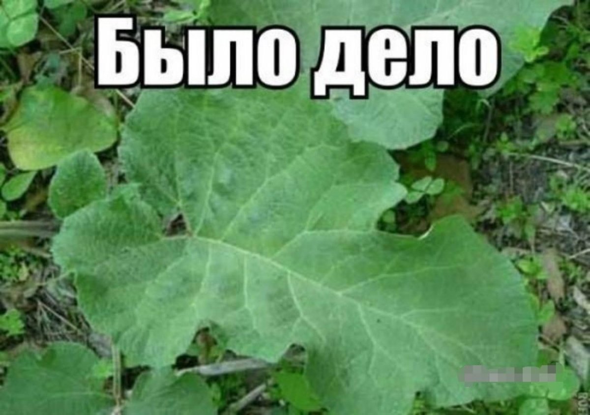 Репейник отвар