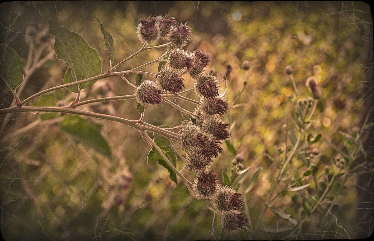 Трава похожая на листьями лопуха