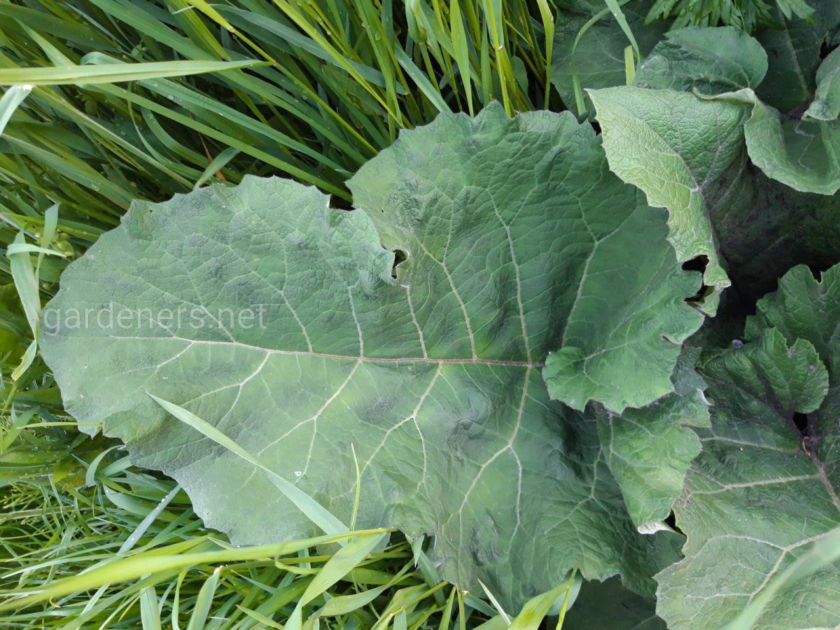 Лопух лекарственное растение