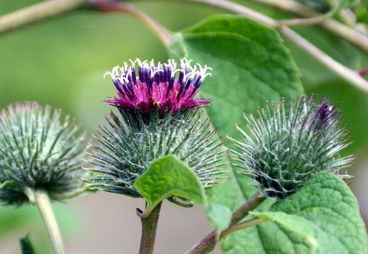 Препараты из корня лопуха