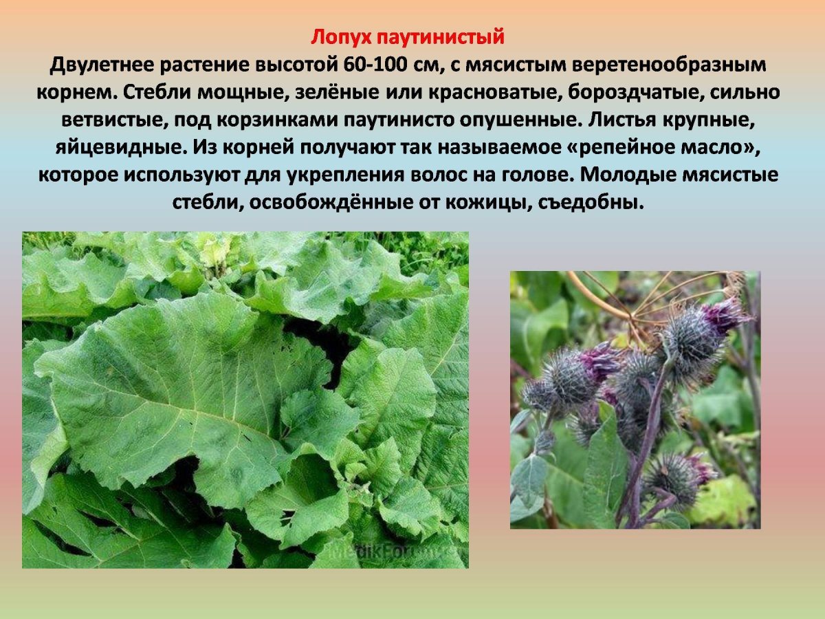 Santegra Burdock корень лопуха