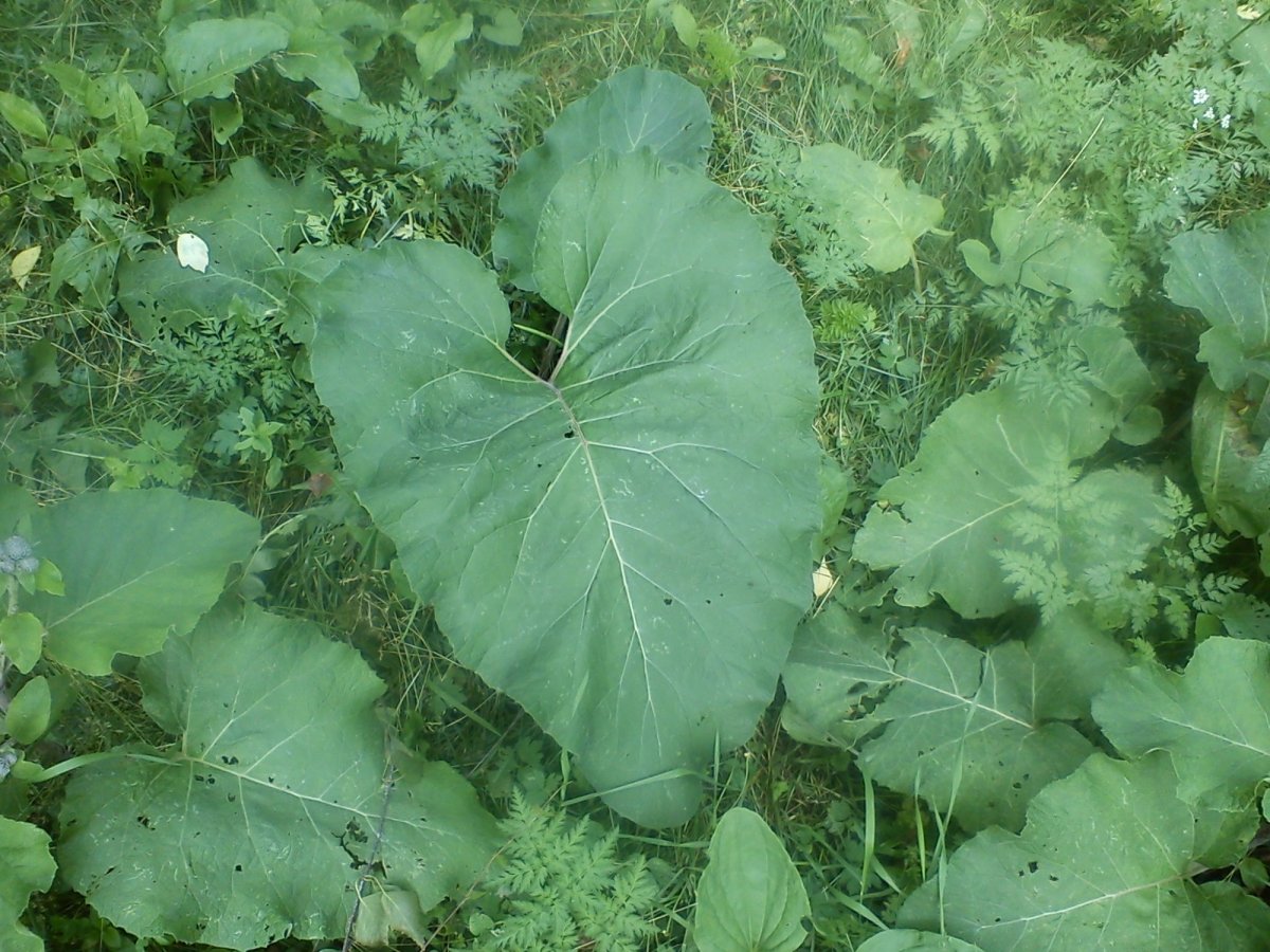 Корень репейника