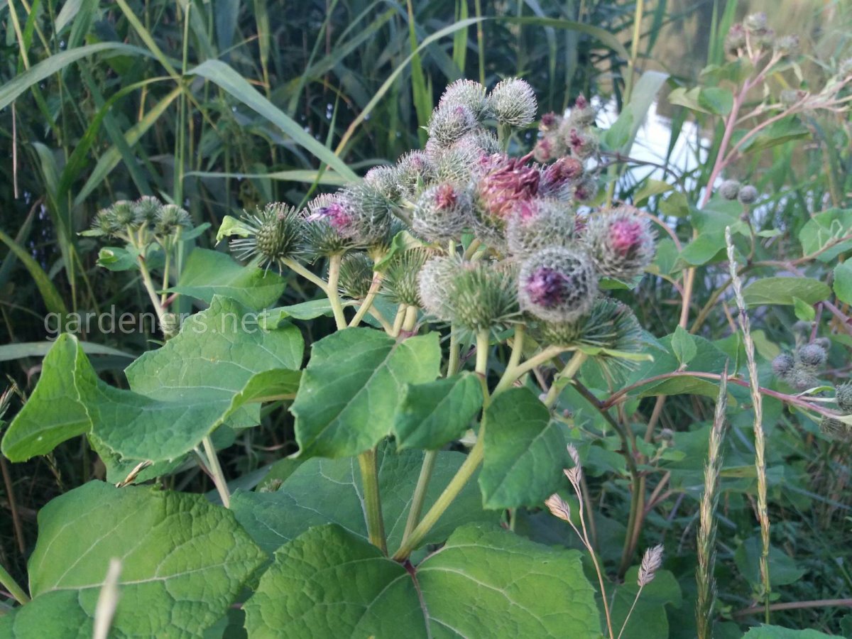 Армянский лопух