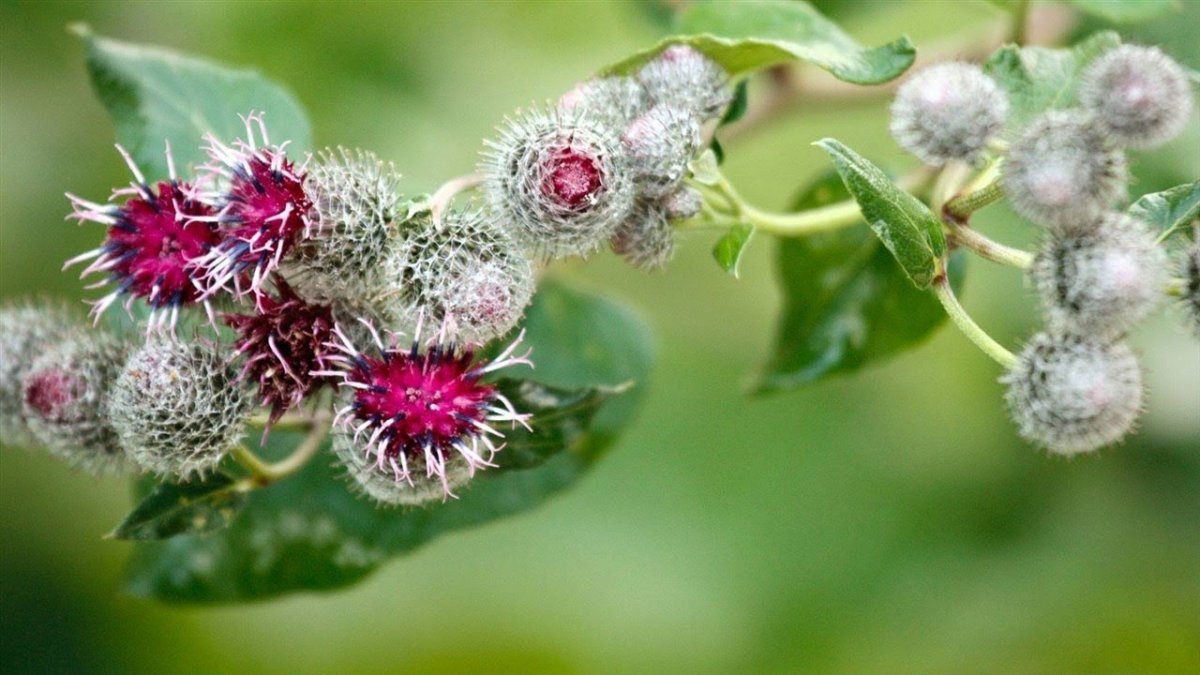 Репейник медонос