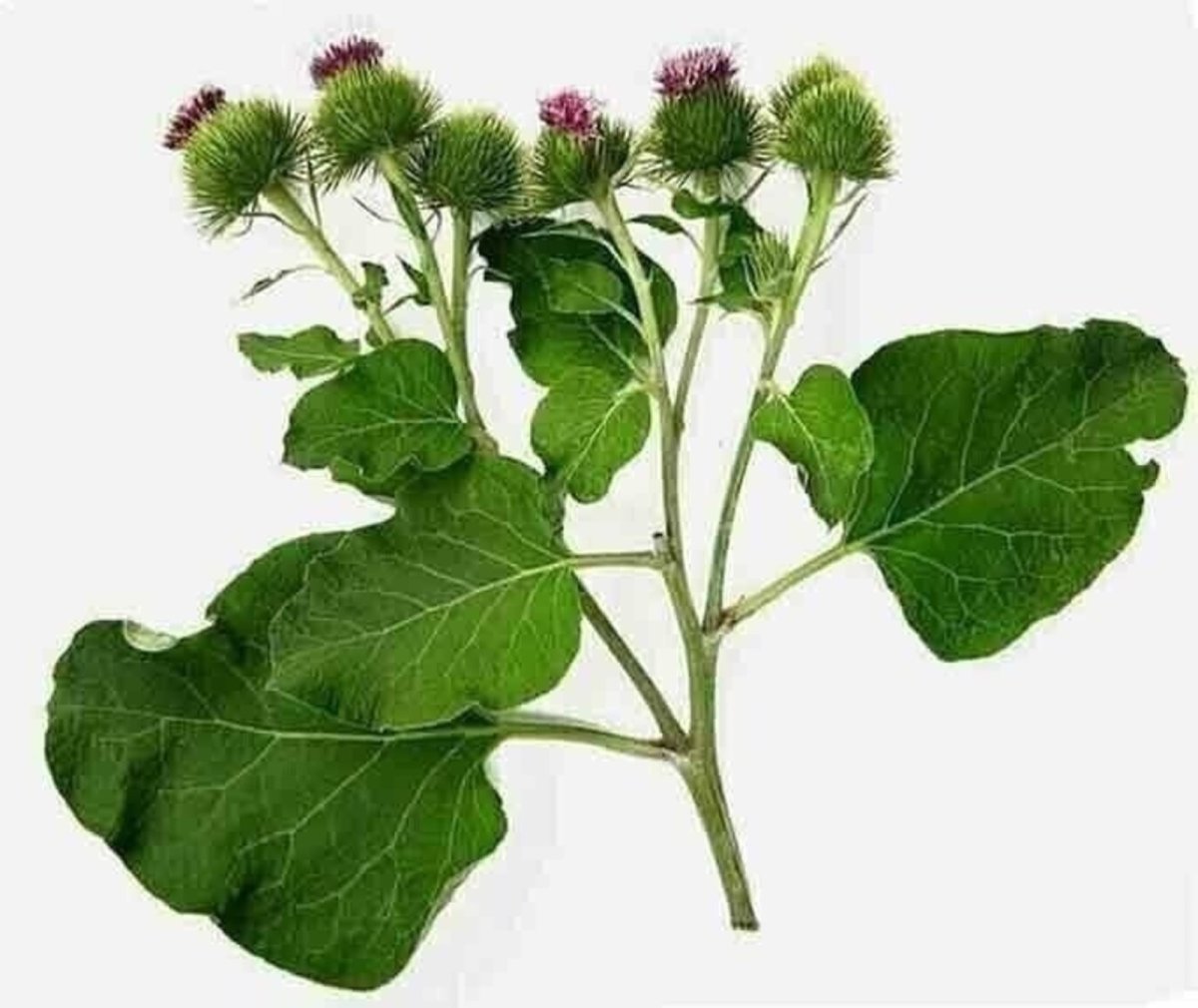 Лопух Лесной