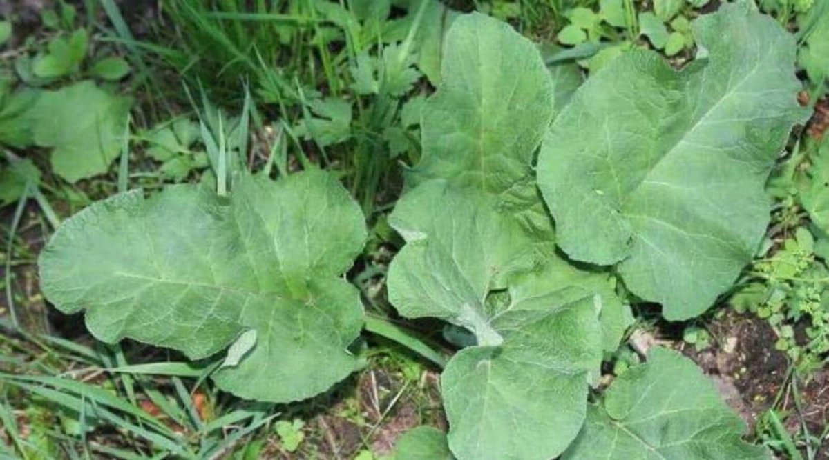 Горький лопух