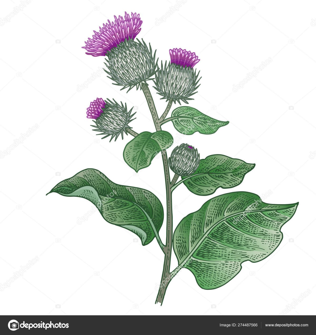 Куст лопуха