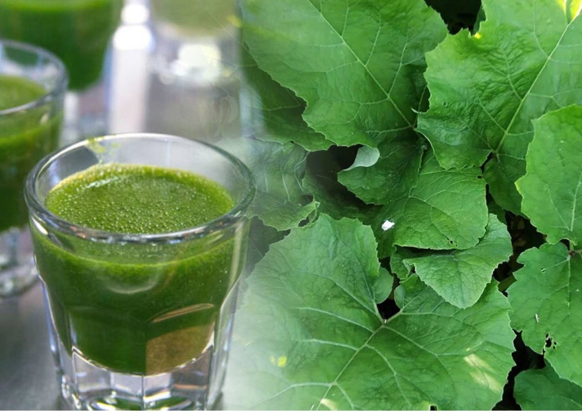 Атлас семена сорных растений