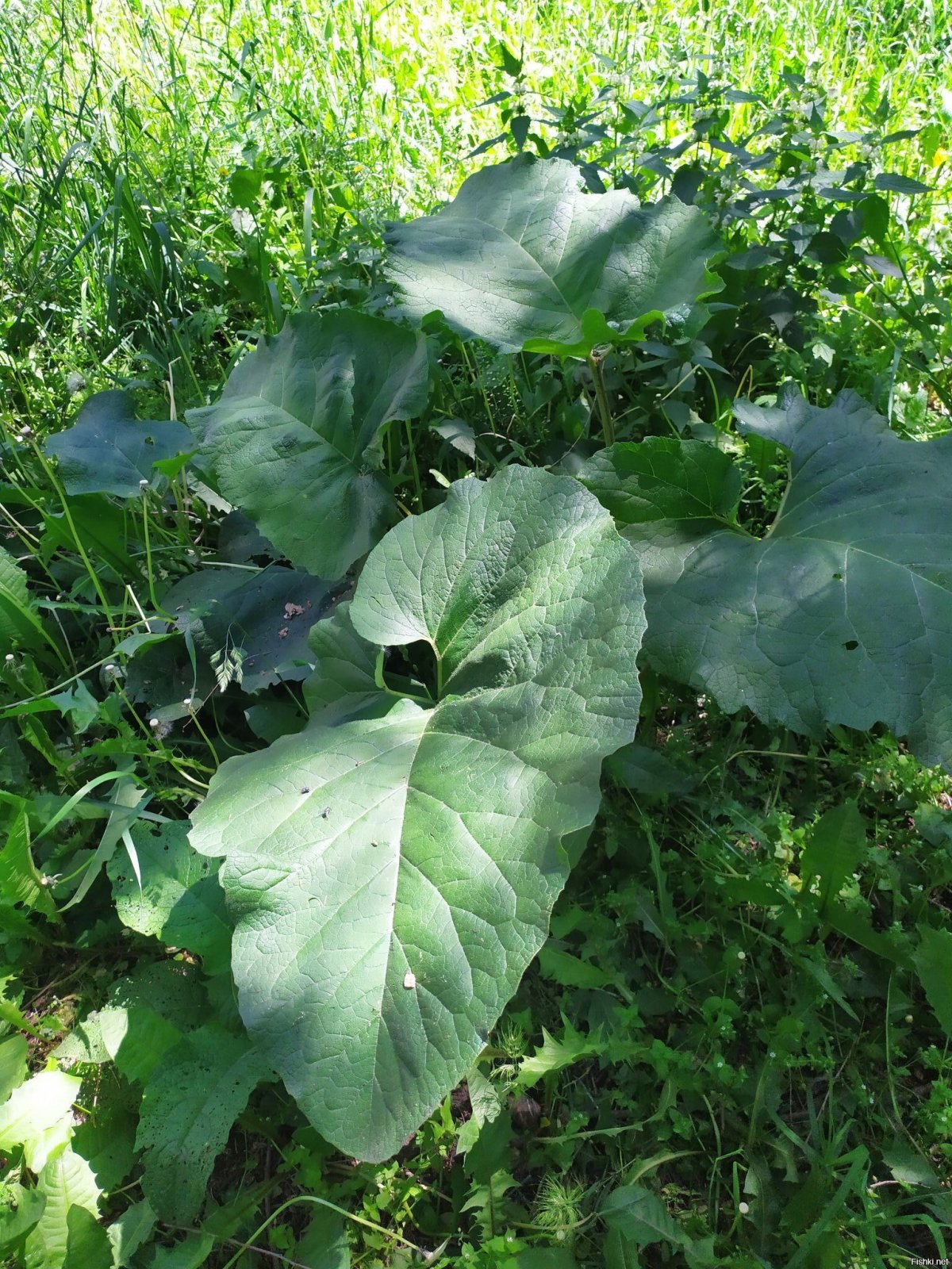 Arctium Lappa root что это