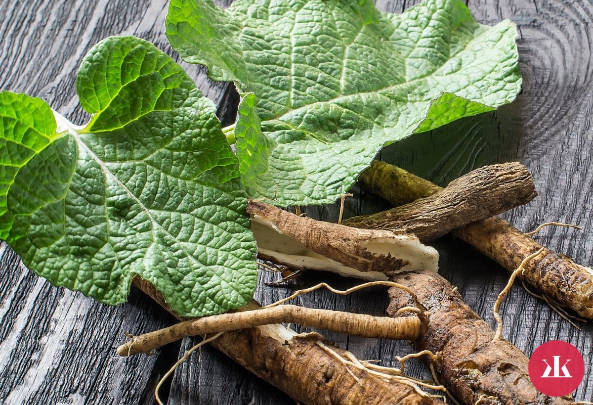 Листья лопуха большого