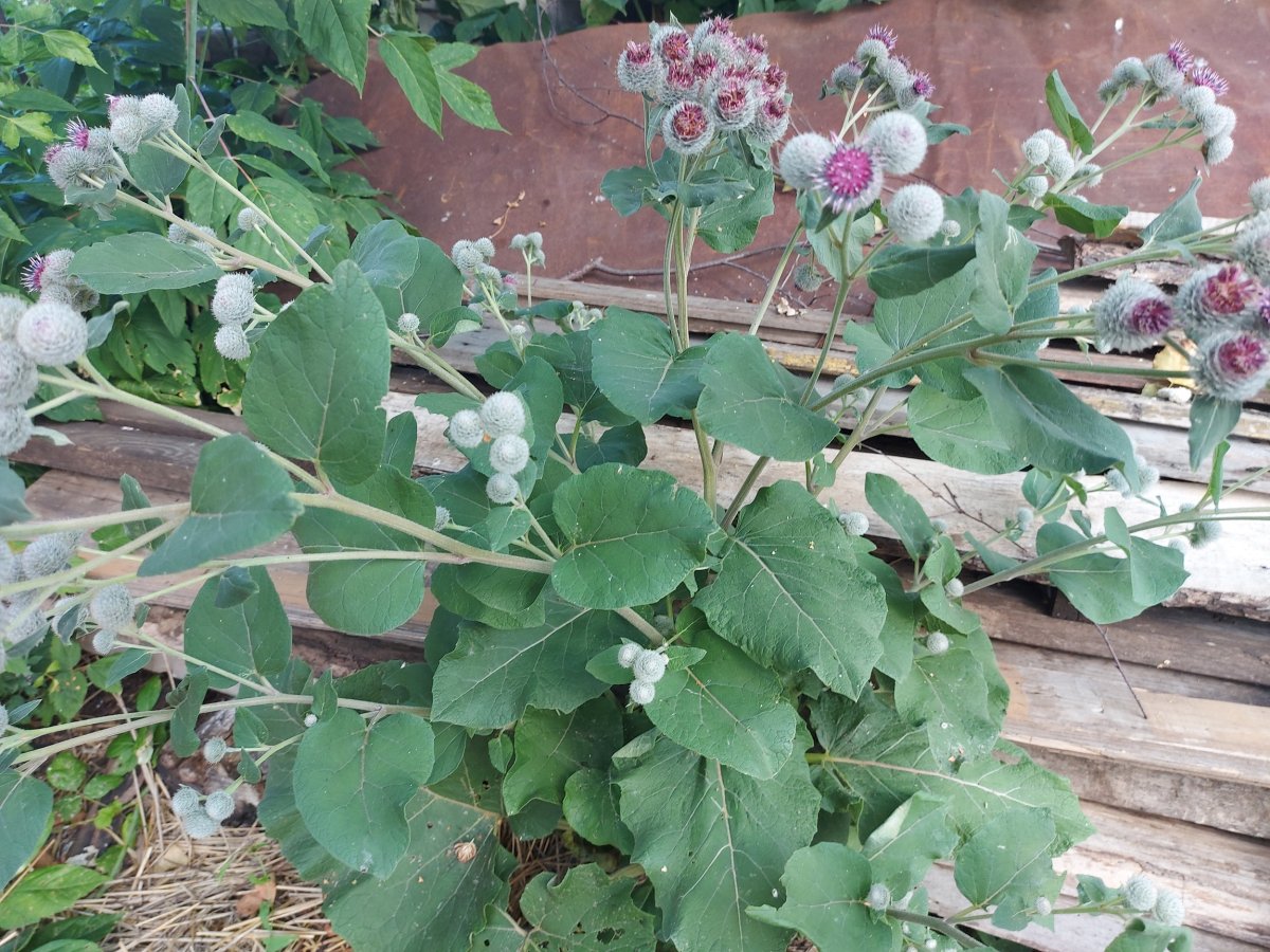 Лопух паутинистый