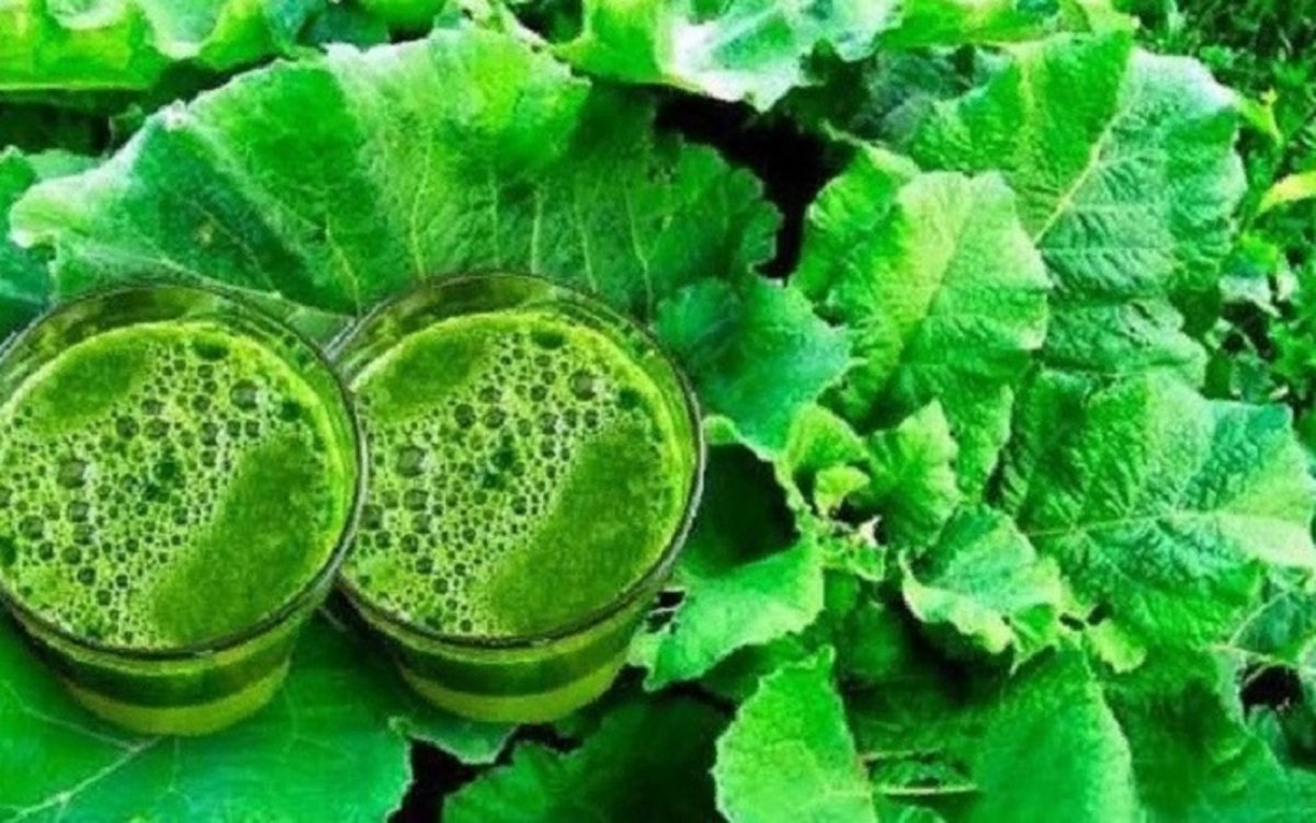 Божий одуванчик