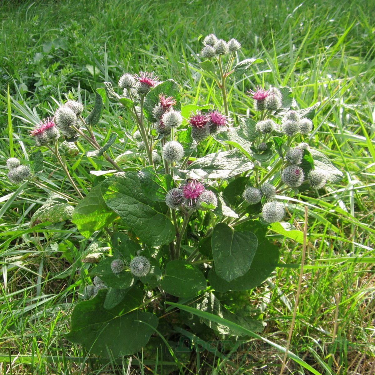 Лопух рисунок для детей