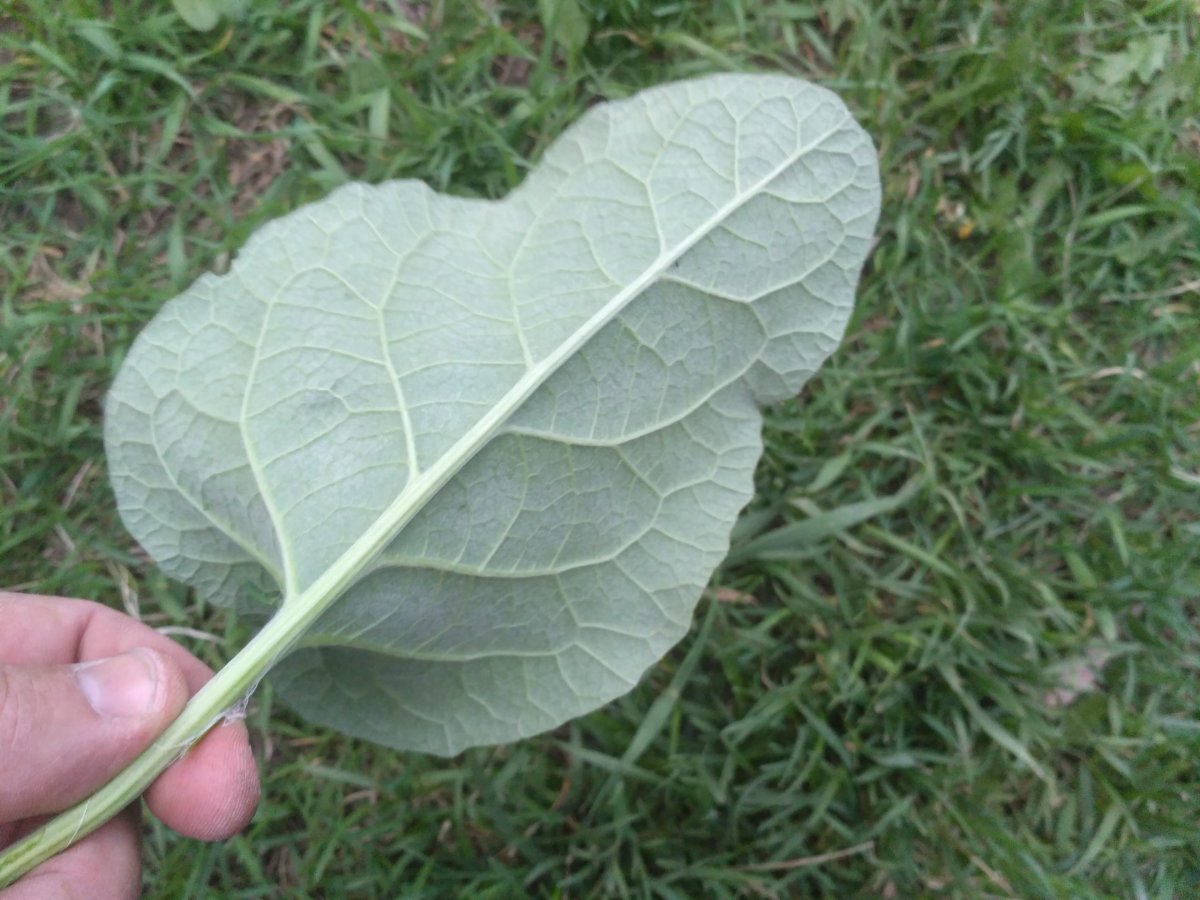 Лопух Дальневосточный