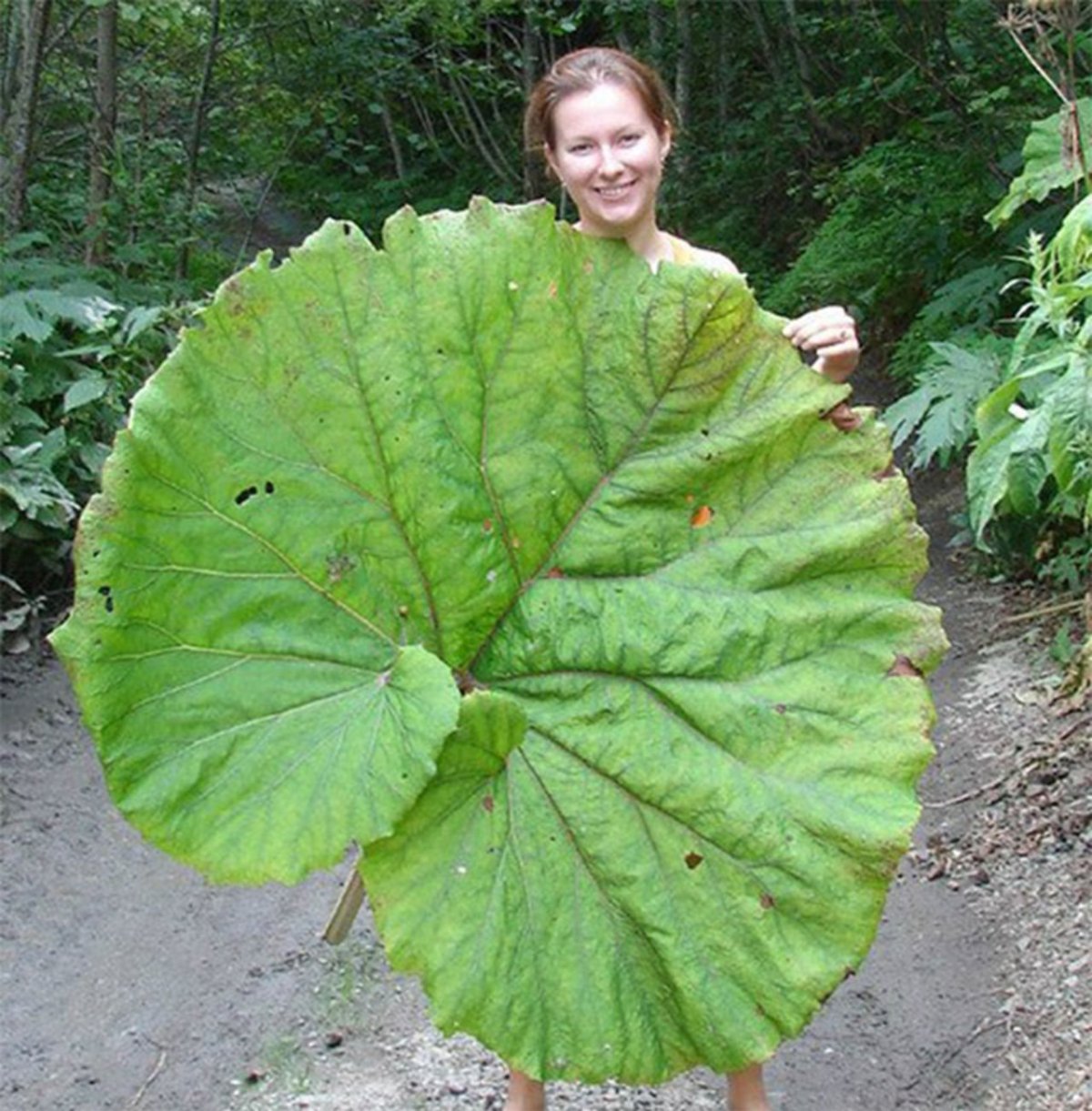 Сок листья лопуха полезные