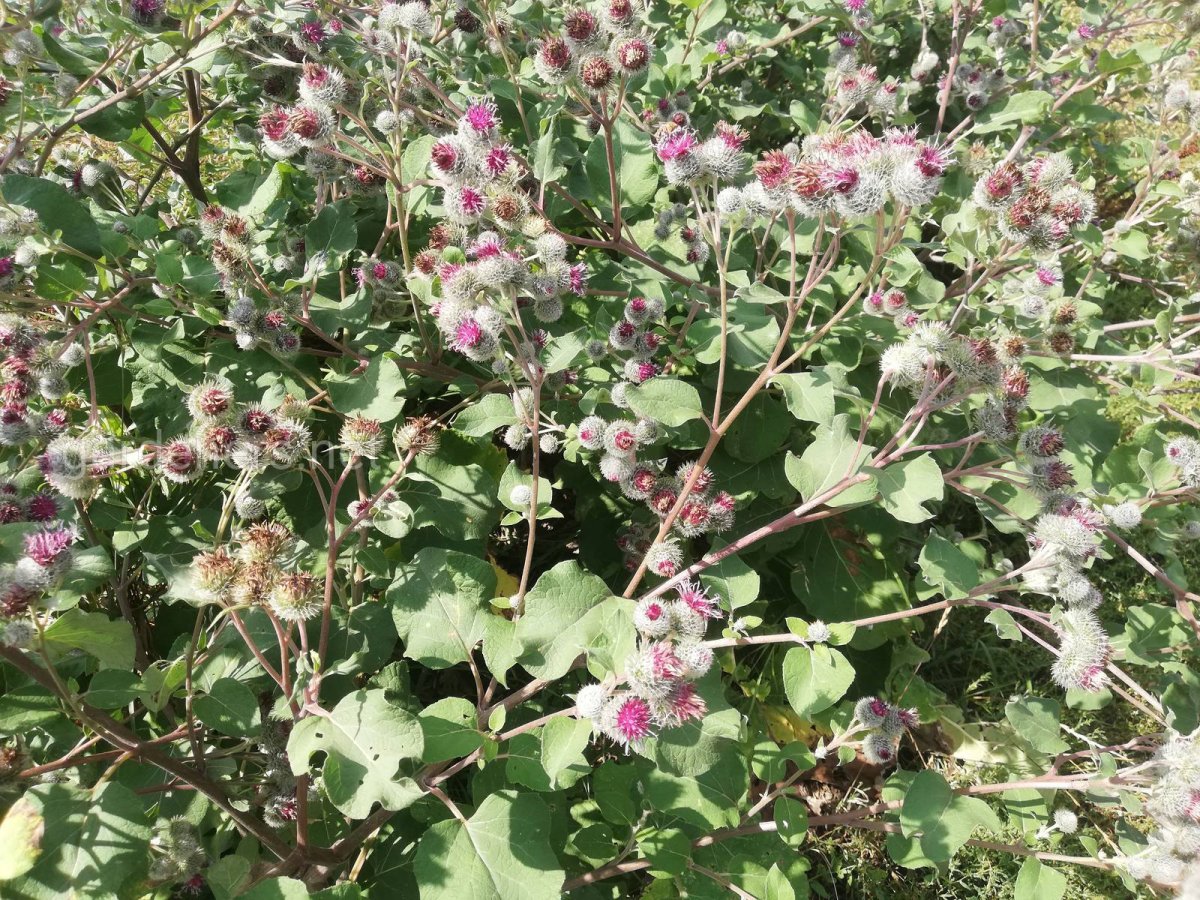 Лопух для детей