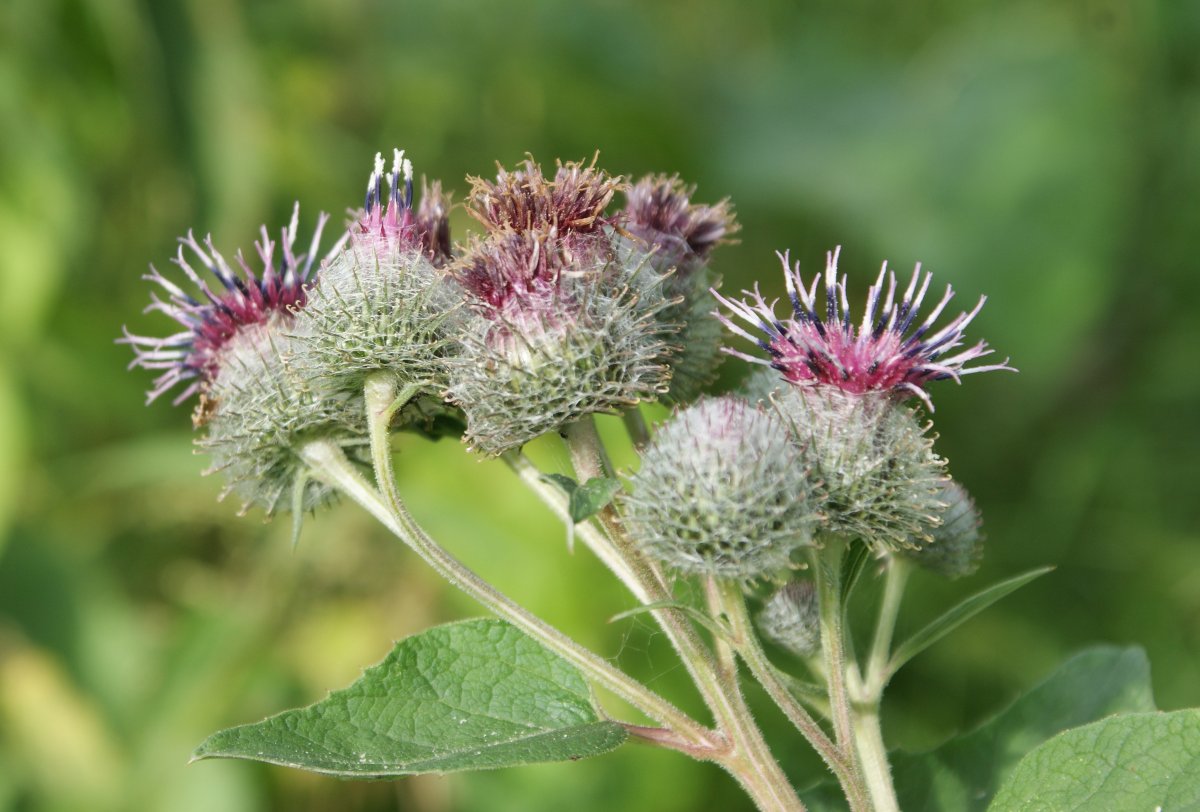 Белокопытник гигантизм