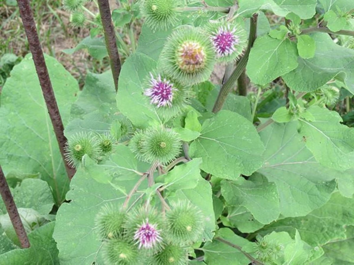 Лопух малый (Arctium Minus)