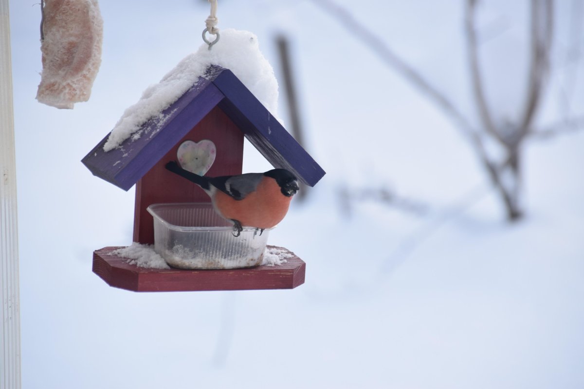 Кормушка для снегирей