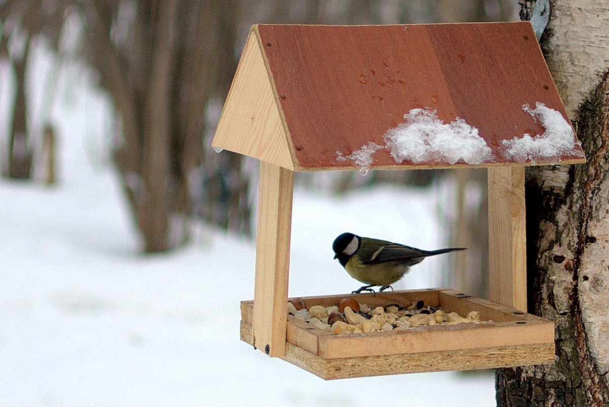Кормление птиц
