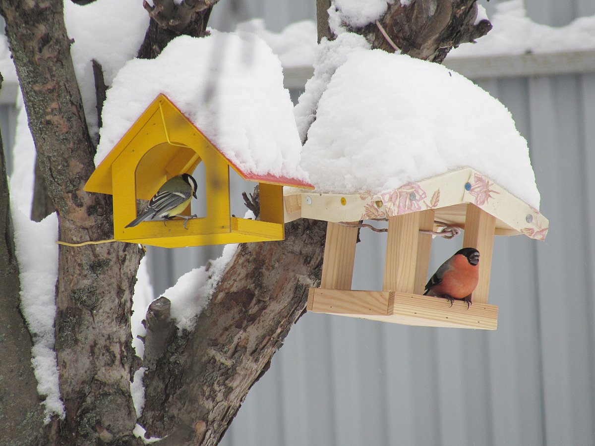 Зимующие птицы на кормушке