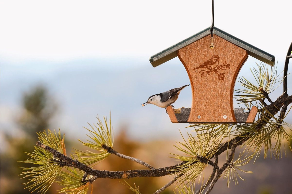 Птичья кормушка