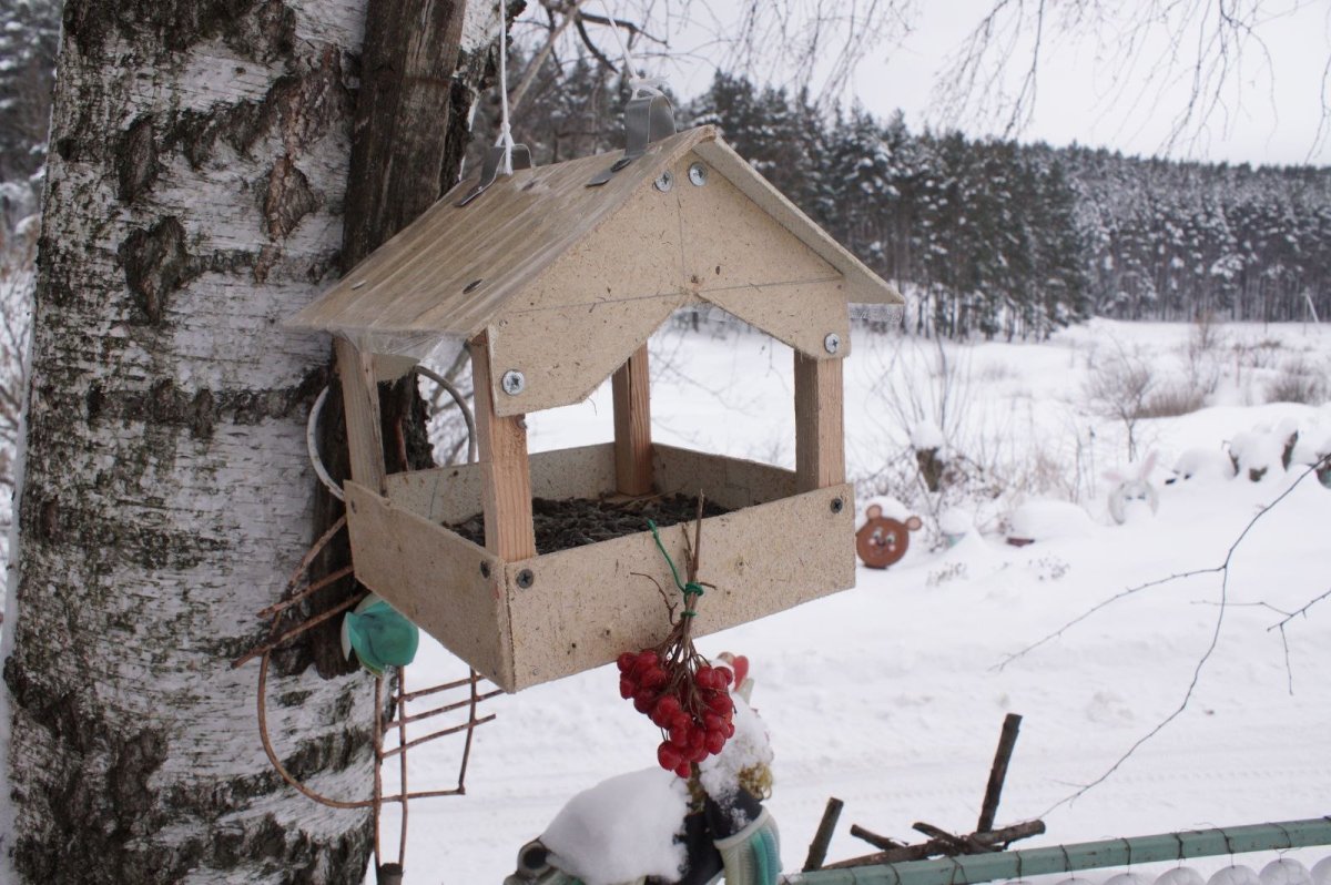 Много кормушек для птиц