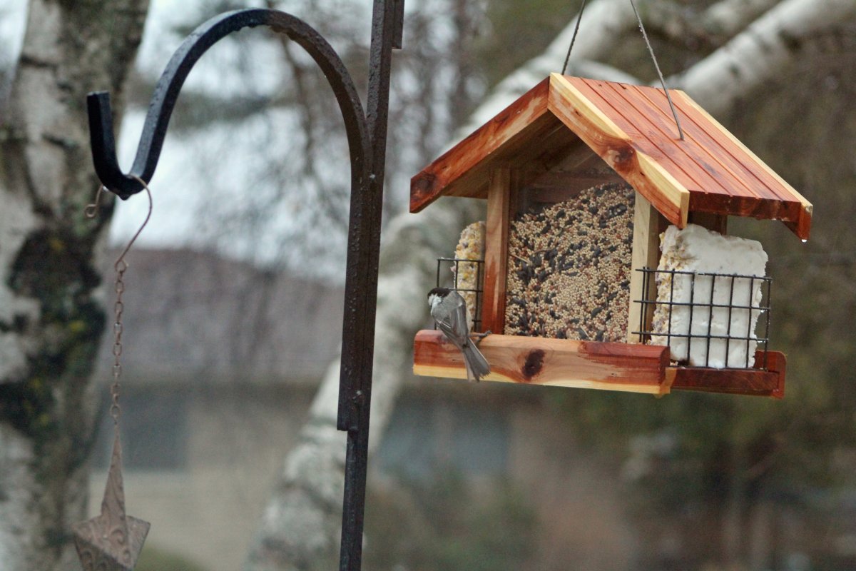 Простая кормушка для птиц