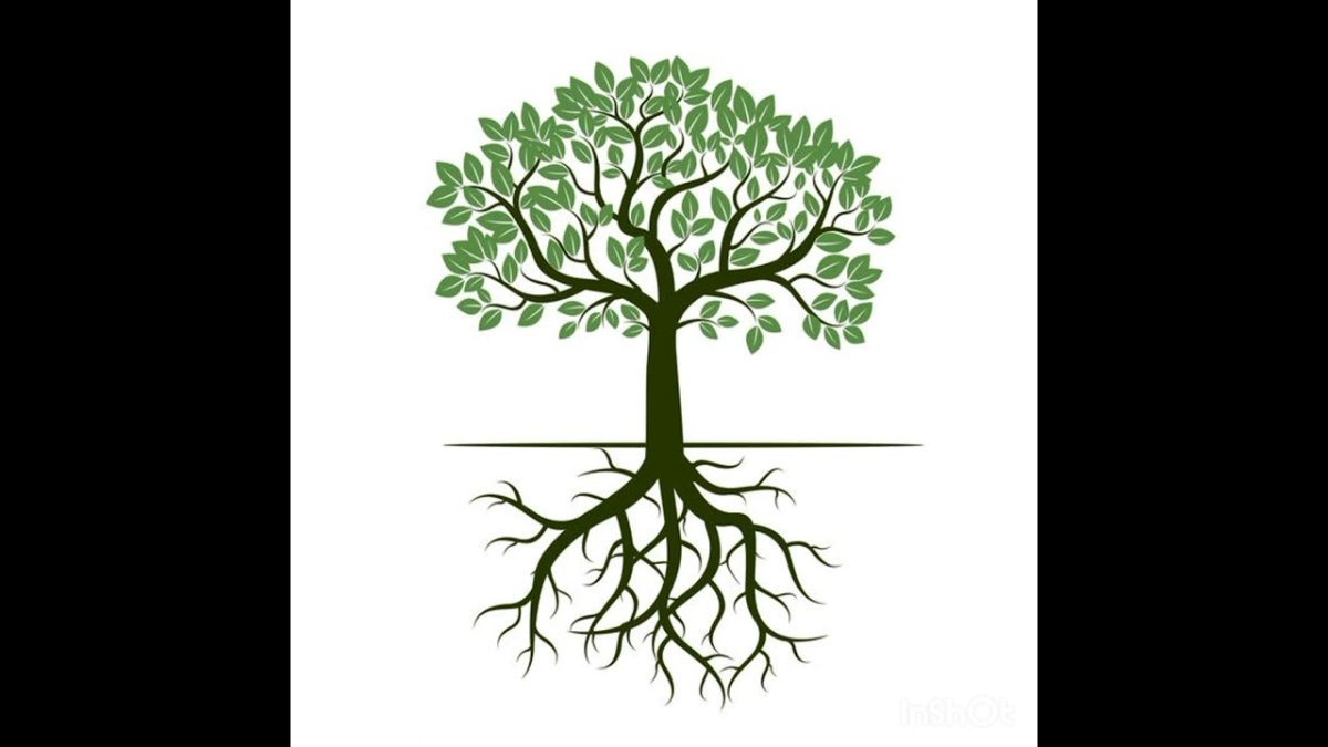 Яблоня части дерева