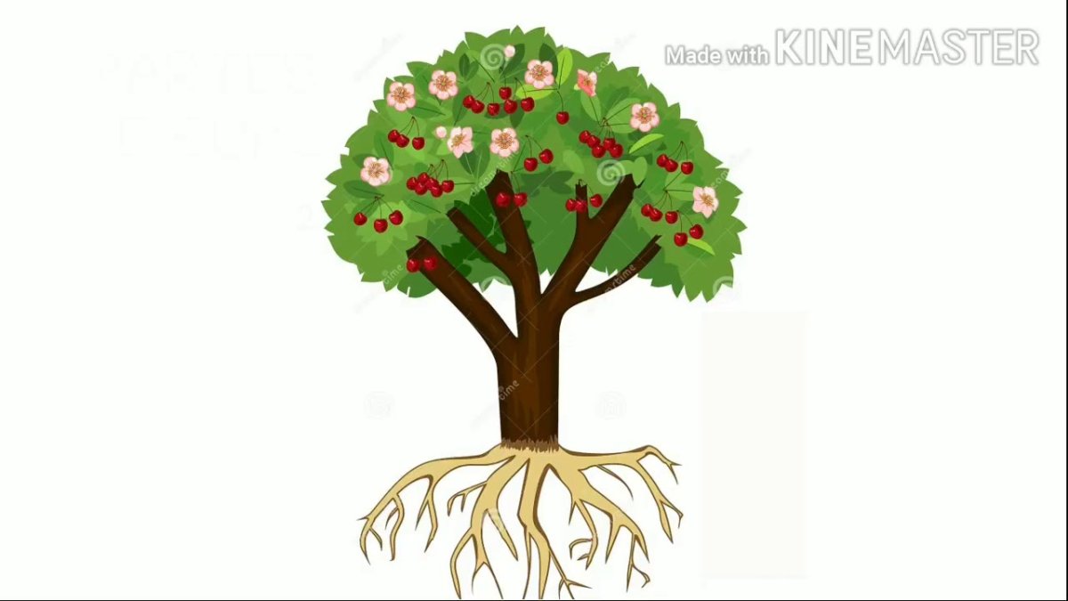 Цветущее фруктовое дерево с корнем