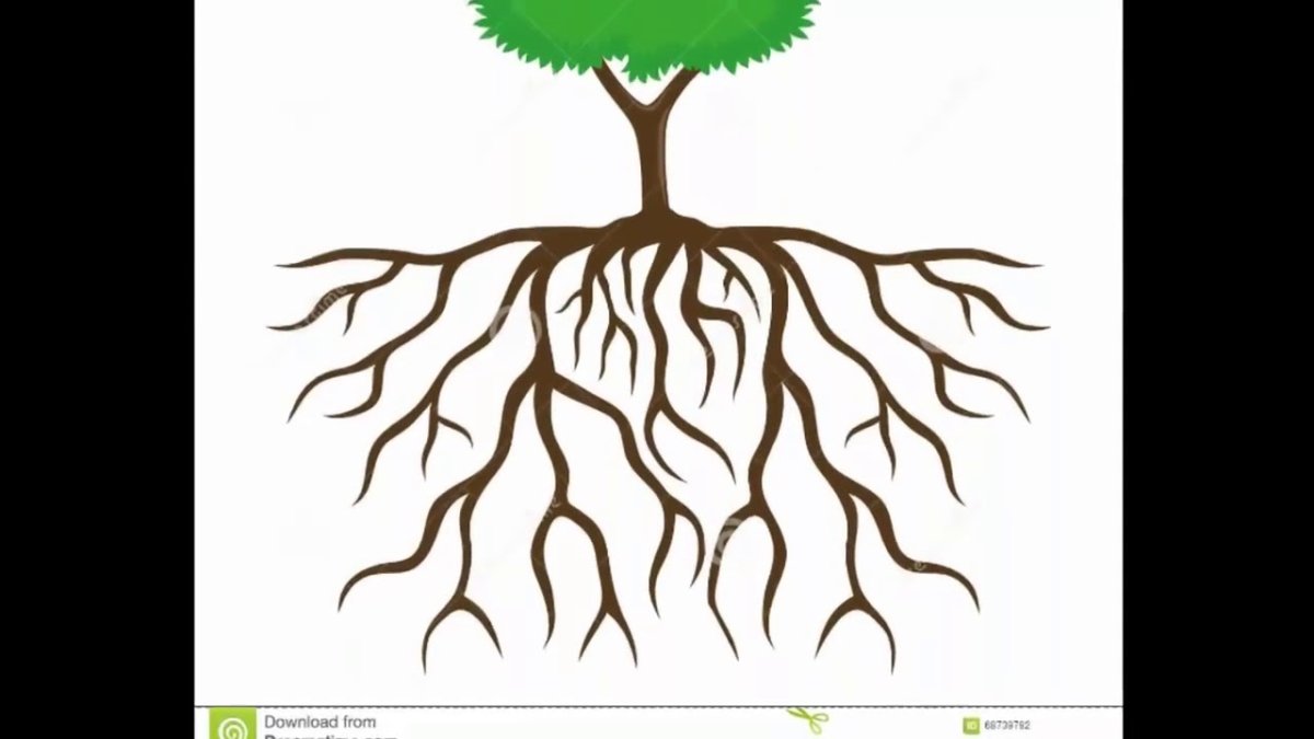 Корни дерева