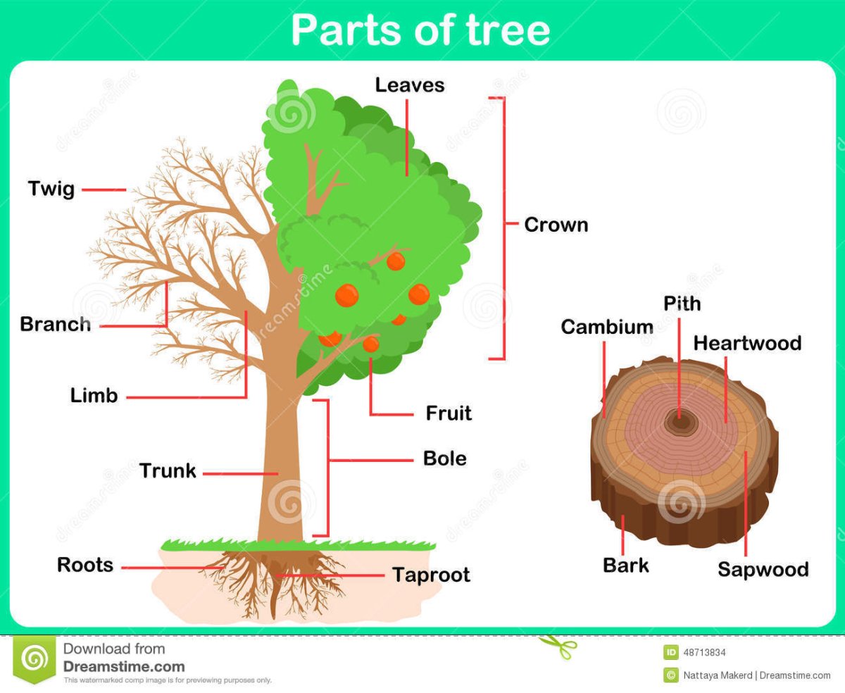 Части дерева