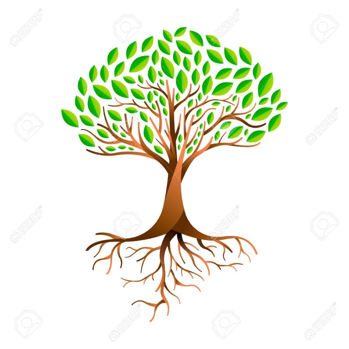 Этапы роста дерева