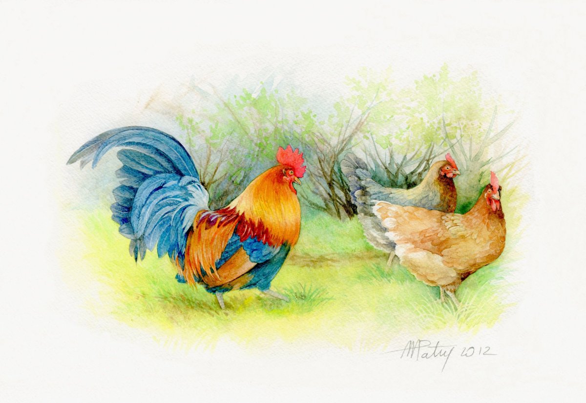 Петухи и куры в живописи