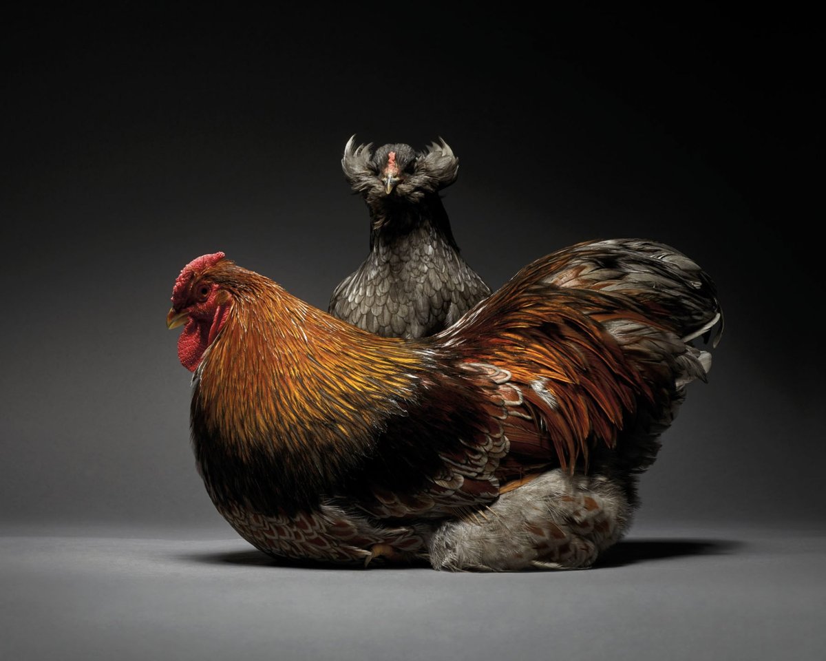 Гибискус Bantam Rooster