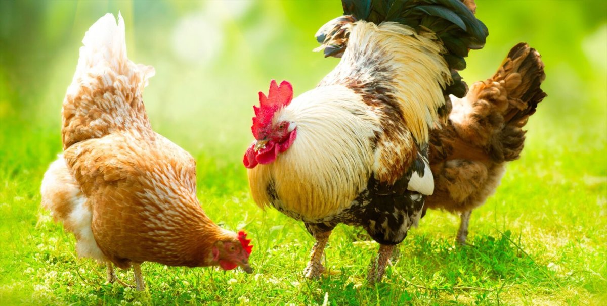 Андалузская курица