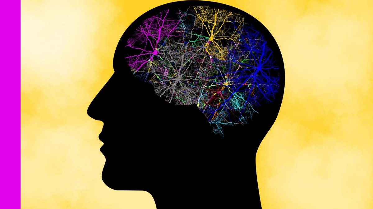 Удивительный мозг