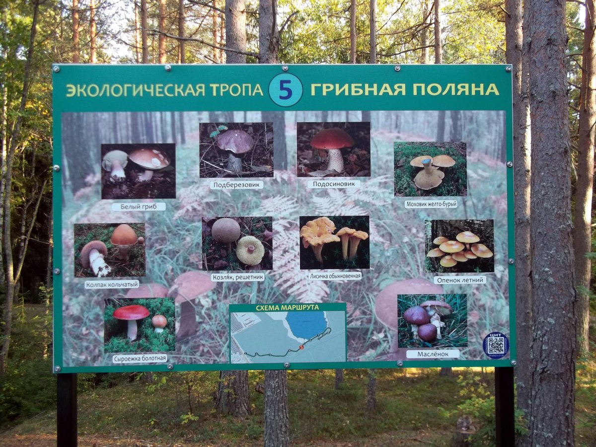 План схема экологической тропы в детском саду