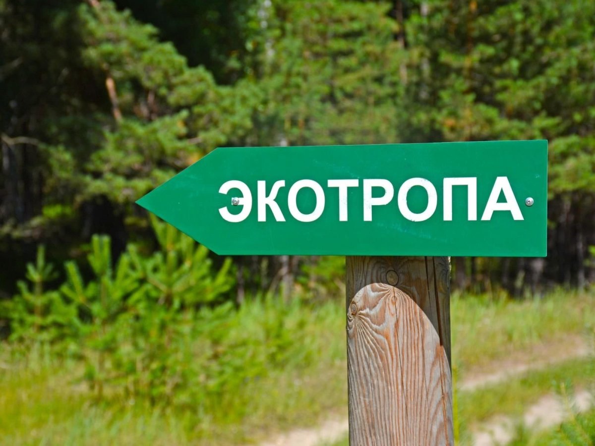 Игры по экологии для дошкольников