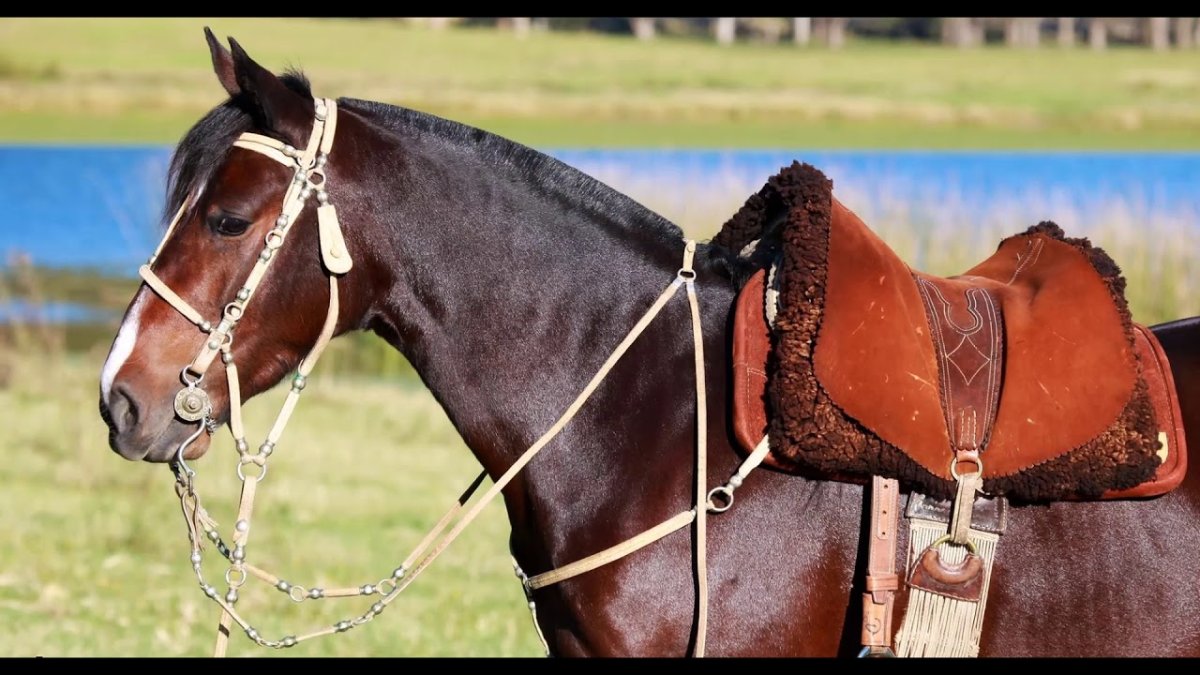 Безтрензельная уздечка Кука