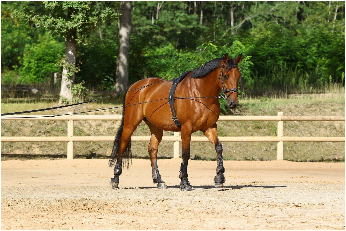 Шлея Пессоа