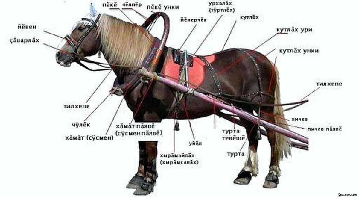 Упряжь чересседельник