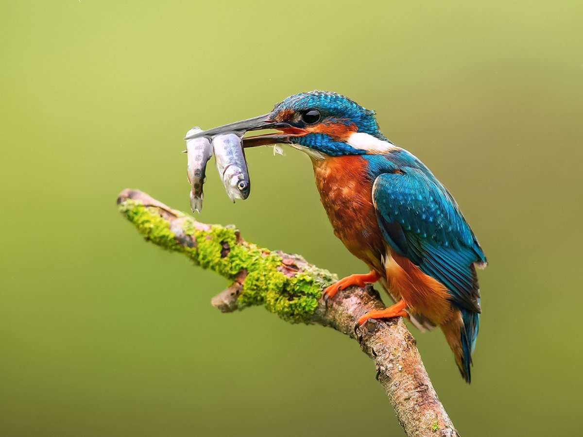 Зимородок птичка певчая