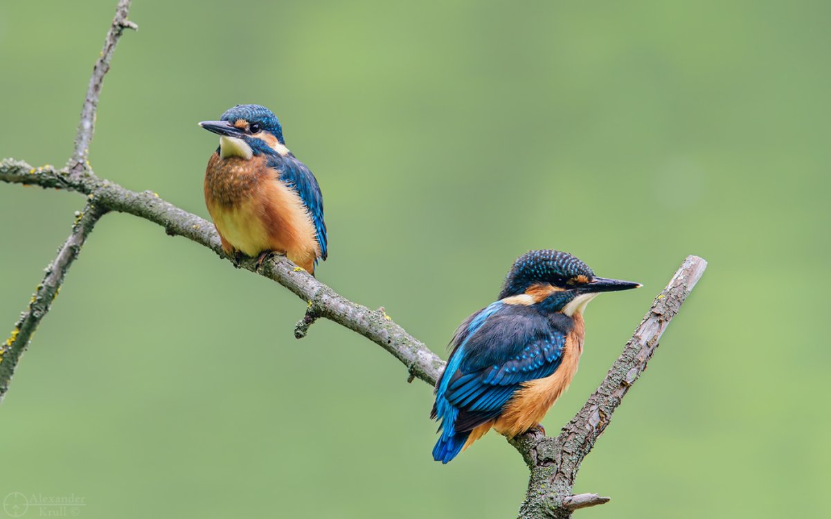 Зимородок красивые фото животных