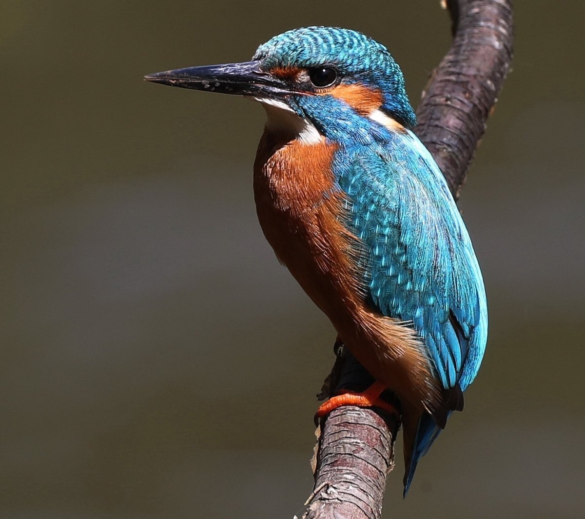 Обыкновенный Зимородок